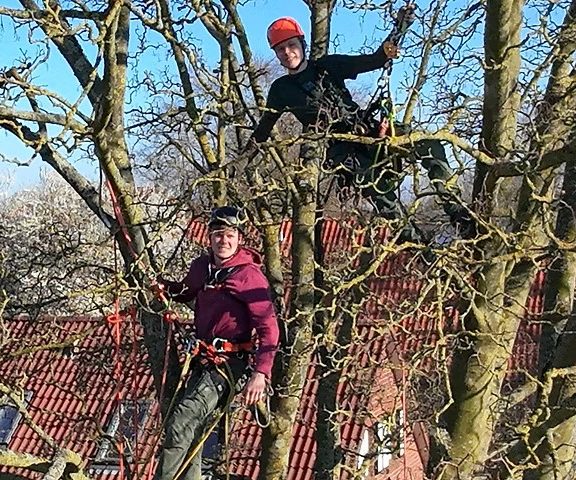 Bild Baumpflege mit Seilklettertechnik. 